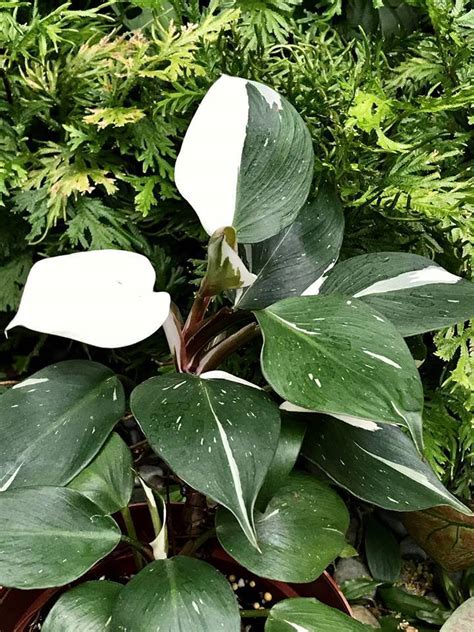 White knight philodendron. Things To Know About White knight philodendron. 